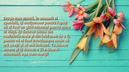 Ziua Internațională a Mamei 7 mai 2023. Mesaje, urări și poezii pentru mamele din lumea întreagă