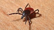 muscatura de capuse