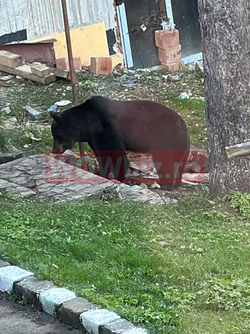 Ursul care a intrat &icirc;n casa medicului Felix Popescu de la Predeal