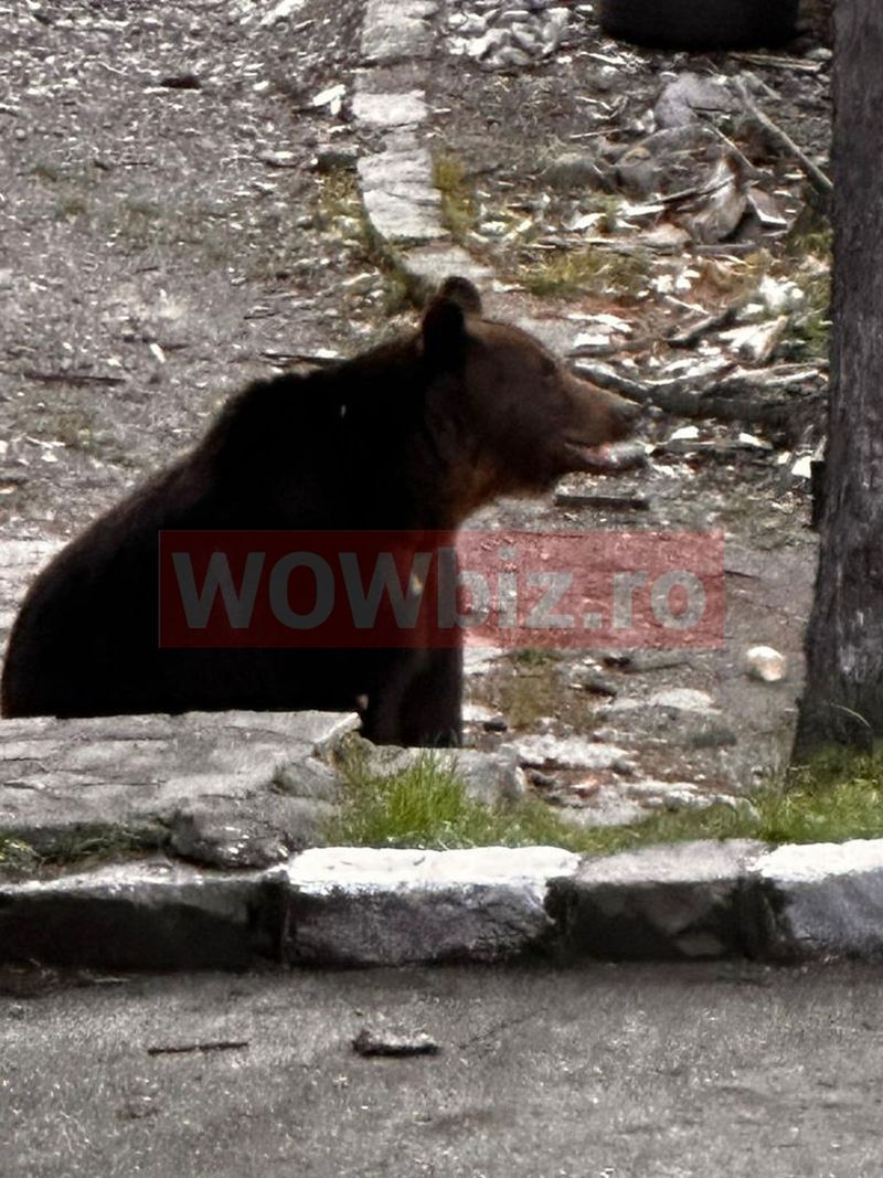 urs esteticianul vedetelor