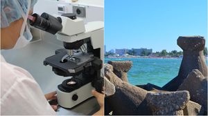 marea neagră, ecoli marea neagră, eforie nord, năvodari, tudorel ene, luiza căruceru