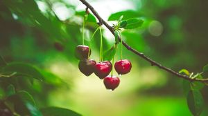 6 beneficii ale cireșelor explicate de nutriționist. Sunt considerate fructul minune