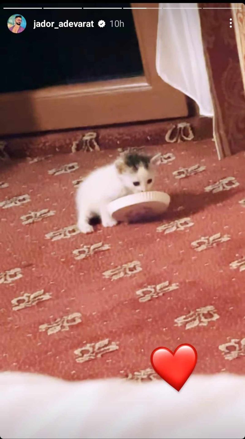 Jador a adoptat o pisică de pe stradă