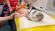 Băiețelul Alinei și al lui Ilan Laufer a fost lovit grav în accidentul rutier