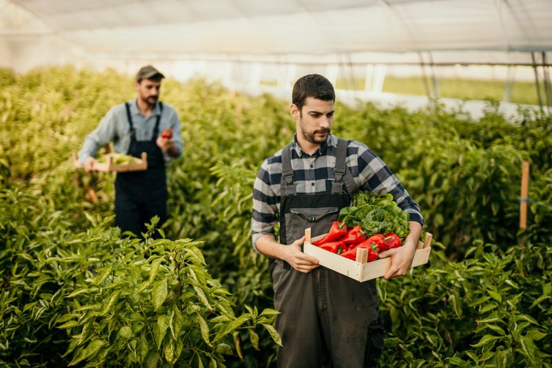 Bani de la stat pentru legumicultori 2023. Vezi aici cine beneficiază de acest ajutor