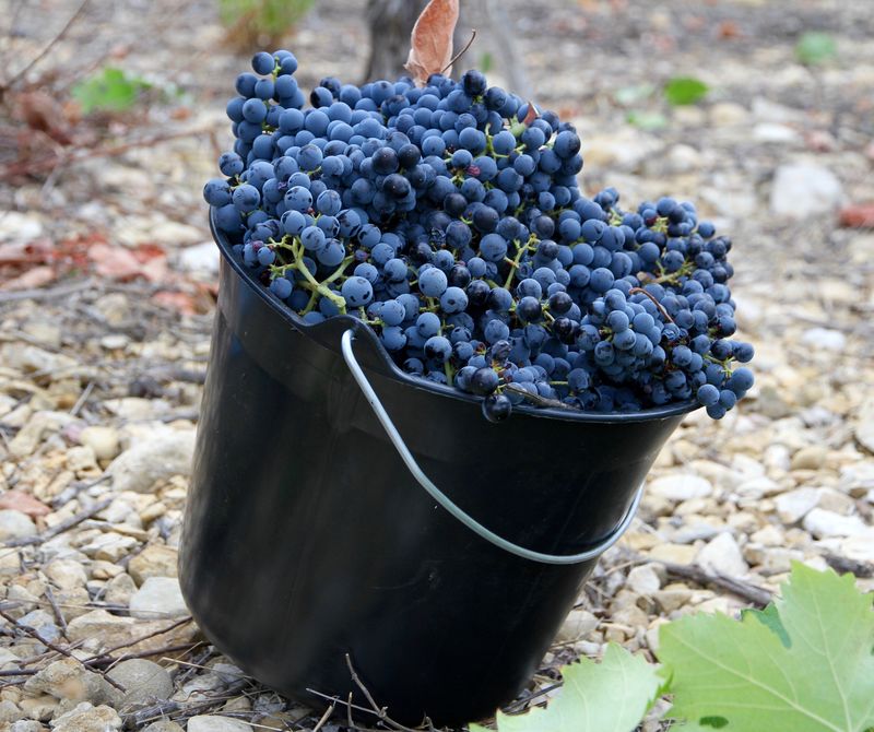 Sf&acirc;nta Maria Mică 2023. Ce se &icirc;mparte pe 8 septembrie