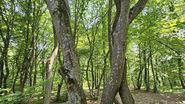 Explorarea interzisă Cele 3 locuri misterioase din lume pe care nu ar trebui să le vizitezi. Unul dintre ele se află în România