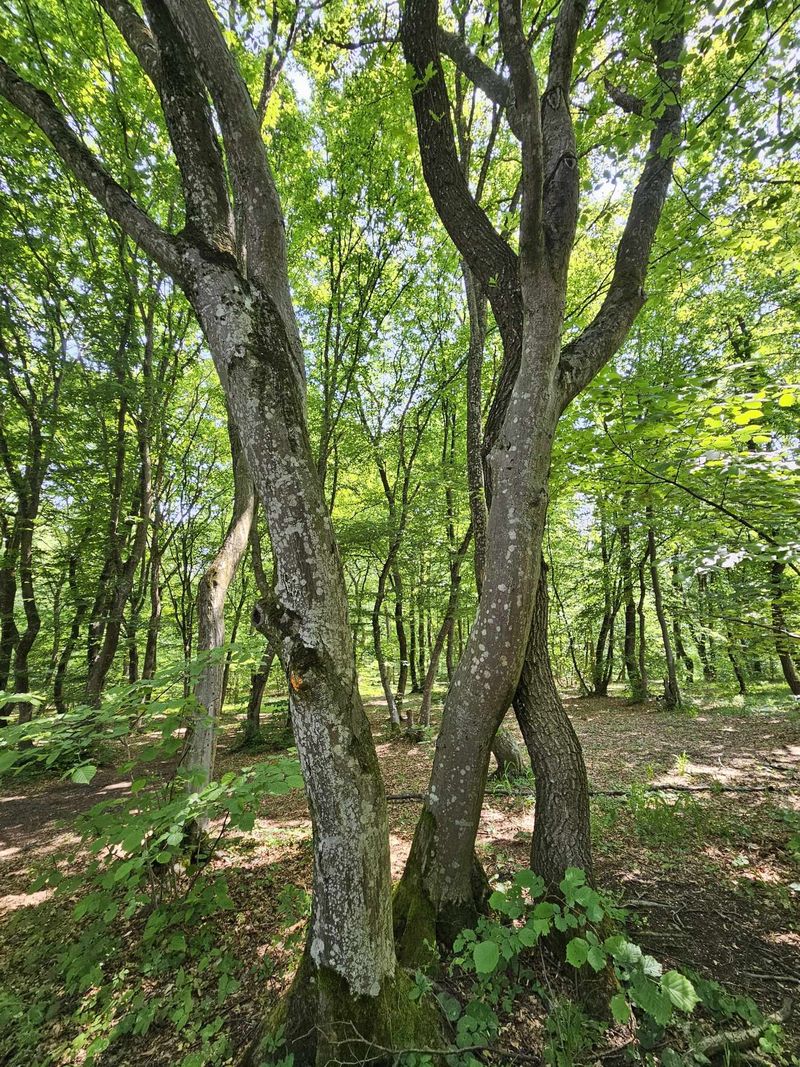 Explorarea interzisă Cele 3 locuri misterioase din lume pe care nu ar trebui să le vizitezi. Unul dintre ele se află în România