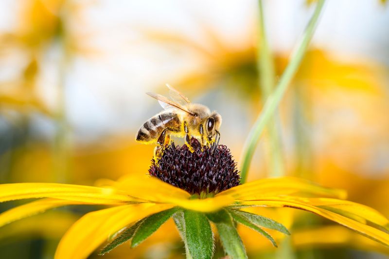 Rolul vital al albinelor în menținerea biodiversității și a recoltelor. Vezi ce le face cele mai importante viețuitoare de pe planetă