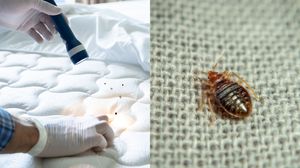 Cum poți scăpa de ploșnițe. Cele mai eficiente metode pentru a elimina aceste insecte