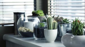 Planta care aduce noroc. E ușor de îngrijit și poate fi crescută în ghiveci