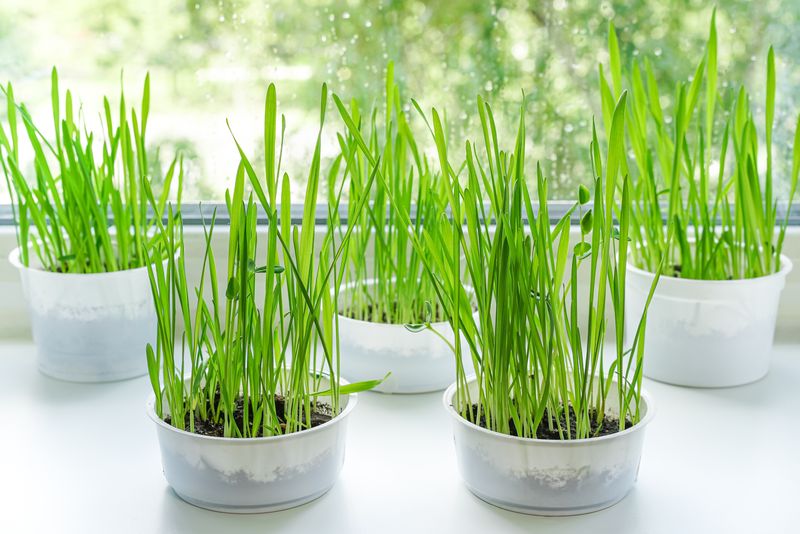5 recipiente cu grâu plantat de Sfântul Andrei