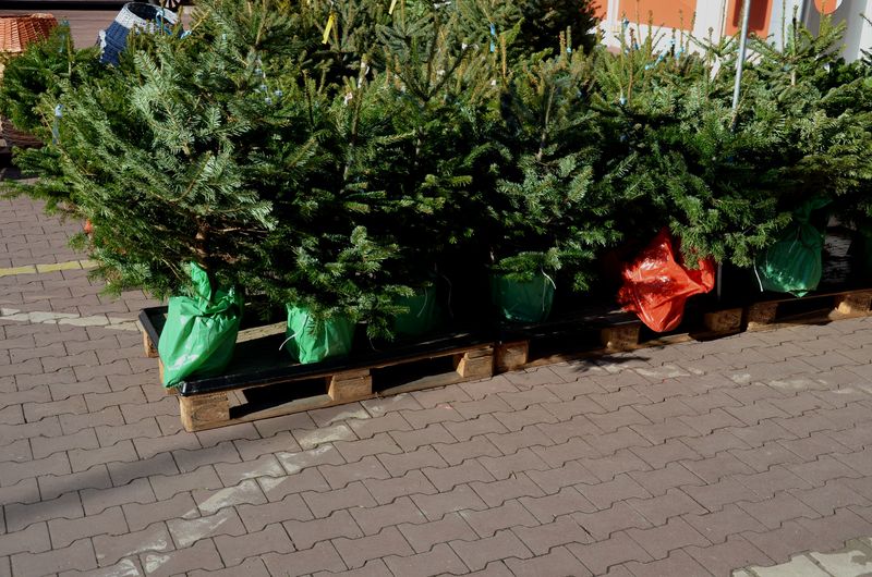 Brazi naturali de vânzare