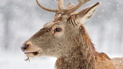Mos Crăciun vine cu zăpadă? Prognoza meteo pentru seara de 24-25 decembrie 2023