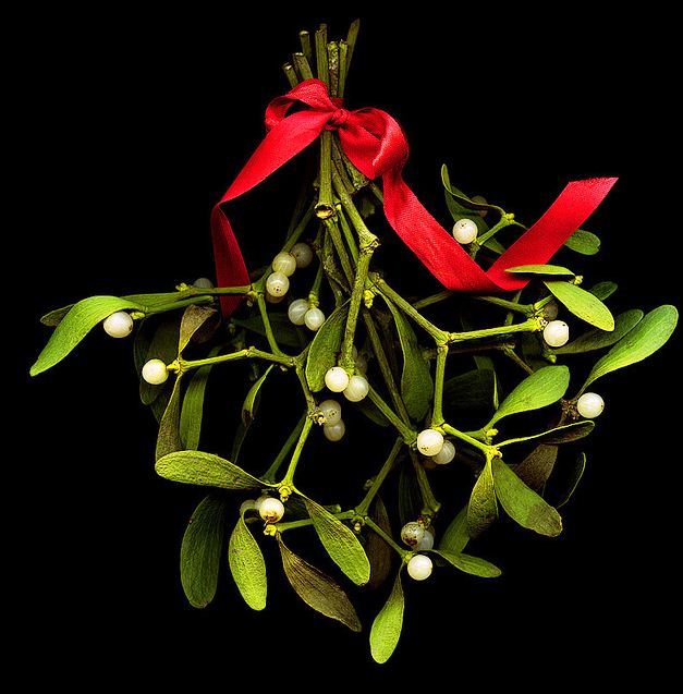  craciunita planta toxica, vasc toxic