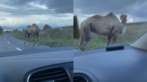 Nu este în Dubai, ci în România! Un șofer a crezut că are vedenii în timp ce conducea pe o șosea din Cluj, după ce i-a apărut o cămilă în față! Bărbatul a filmat întregul moment, iar imaginile au stârnit un val de amuzament 