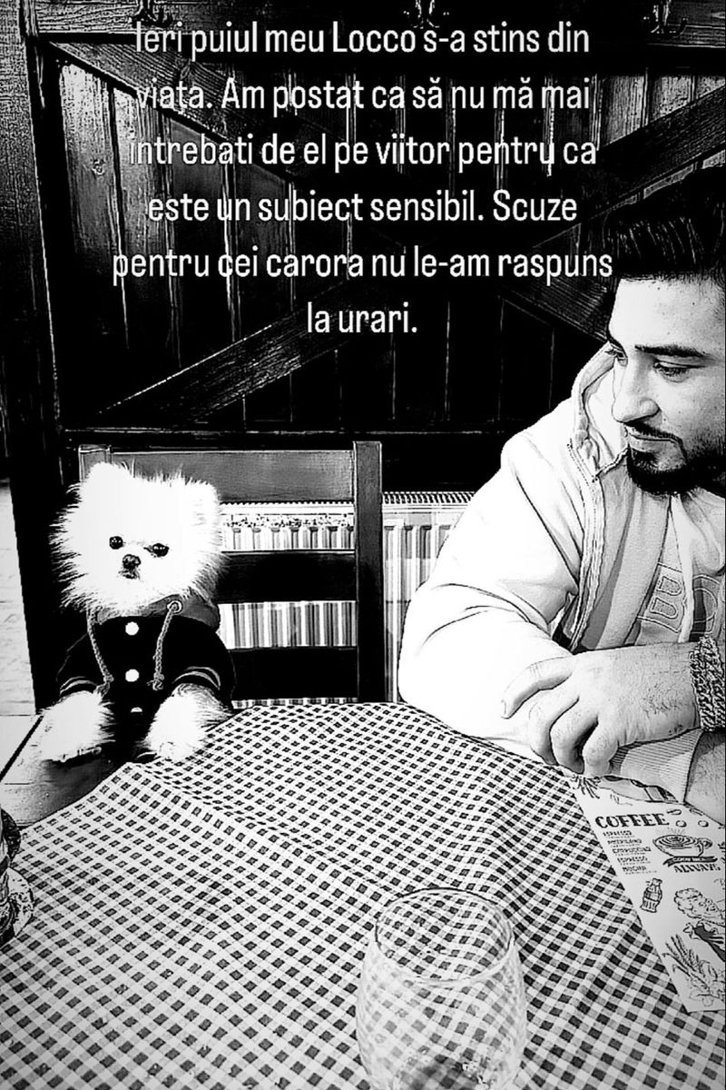 bogdan mocanu animal de companie