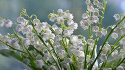 Care sunt cele mai des întâlnite plante otrăvitoare din România