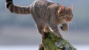 Animale protejate prin lege