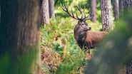 Animale protejate prin lege