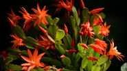 cactus de craciun floare 