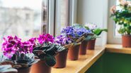violeta africane flori 