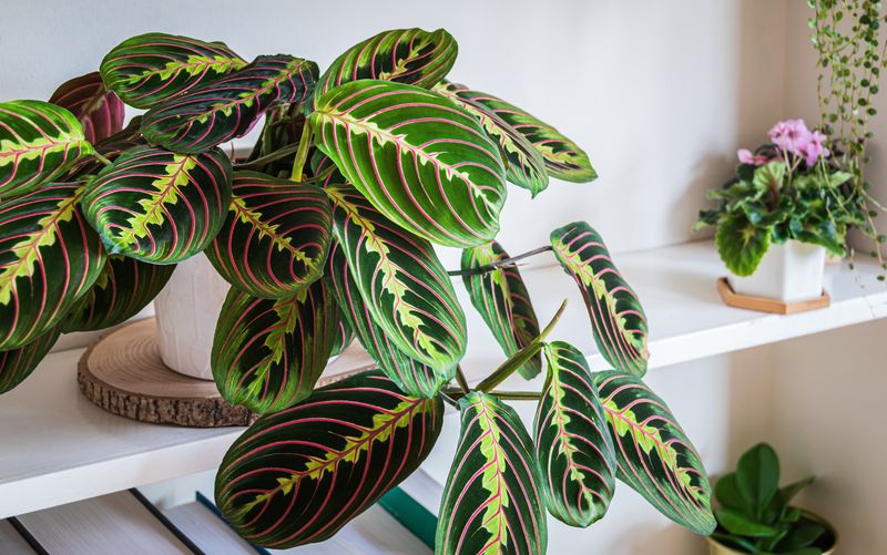 Maranta, planta care se roagă