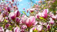 Magnolia