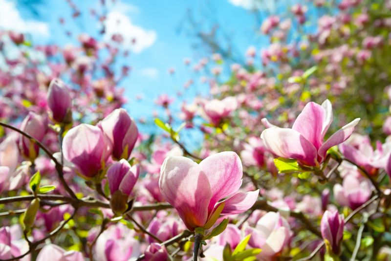 Magnolia