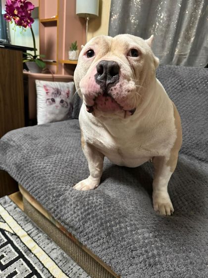 Ryan, câinele dispărut Ryan, câinele dispărut