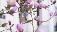 Magnolii