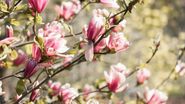 Magnolii