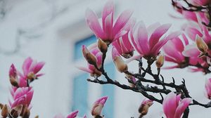 Magnolii