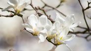 Magnolii