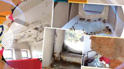 Imaginile groazei din cantina unui liceu din Timișoara! Elevii primeau mâncare gătită printre șobolani morți, gândaci și mucegai! Nu sunt singurele nereguli grave găsite de inspectorii ANPC