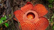 Floarea Raflflesia