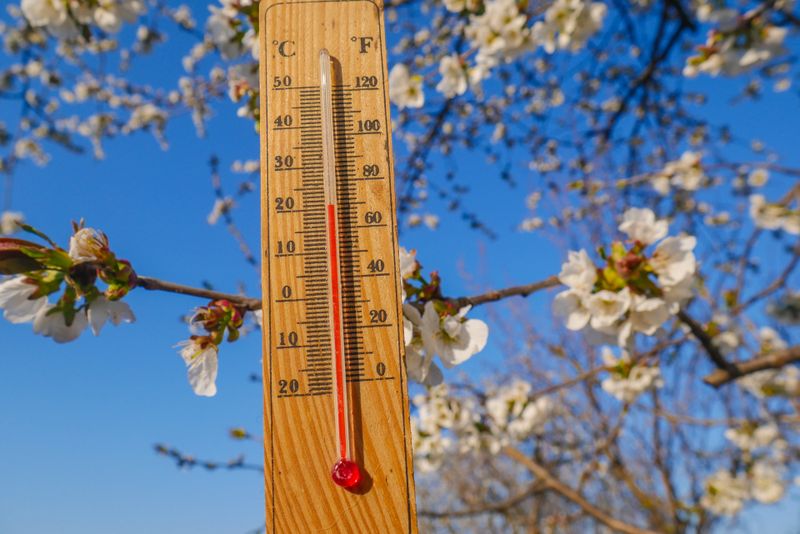 Termometru, pom înflorit în aprilie