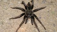 Migale, cel mai mare păianjen din lume