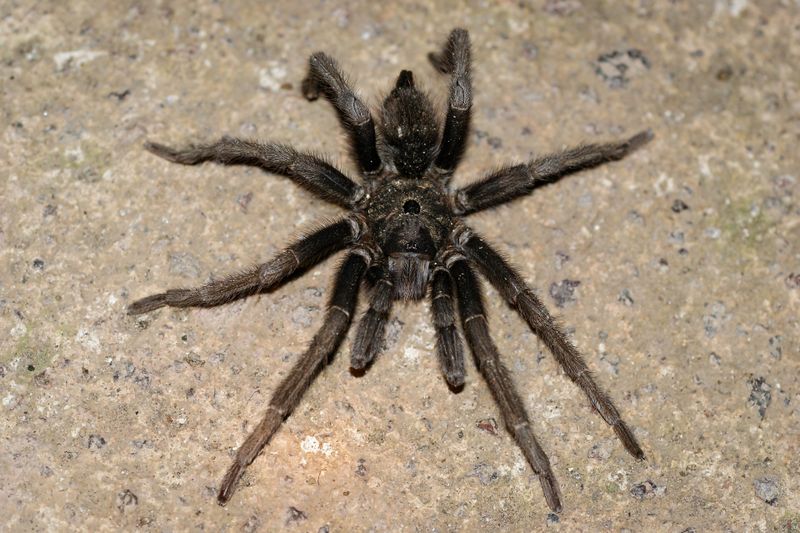 Migale, cel mai mare păianjen din lume