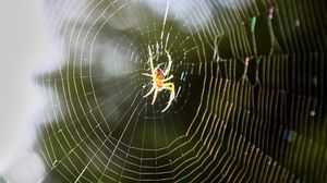 Păianjen, în centrul pânzei