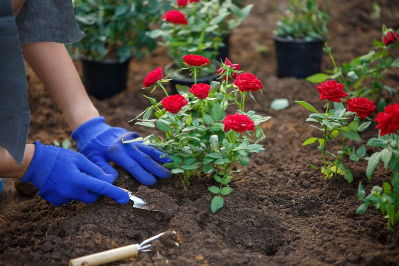 Tânăr, plantează trandafiri în grădină