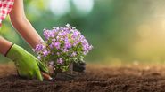 Tânără, plantează Campanula, o floare de primăvară