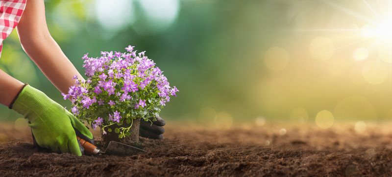 Tânără, plantează Campanula, o floare de primăvară