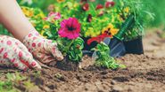Tânără, plantează pettunii și panseluțe în grădină