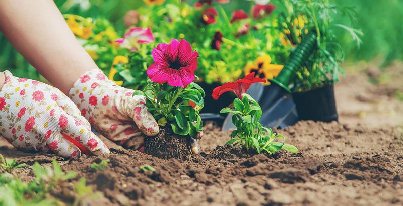 Tânără, plantează pettunii și panseluțe în grădină