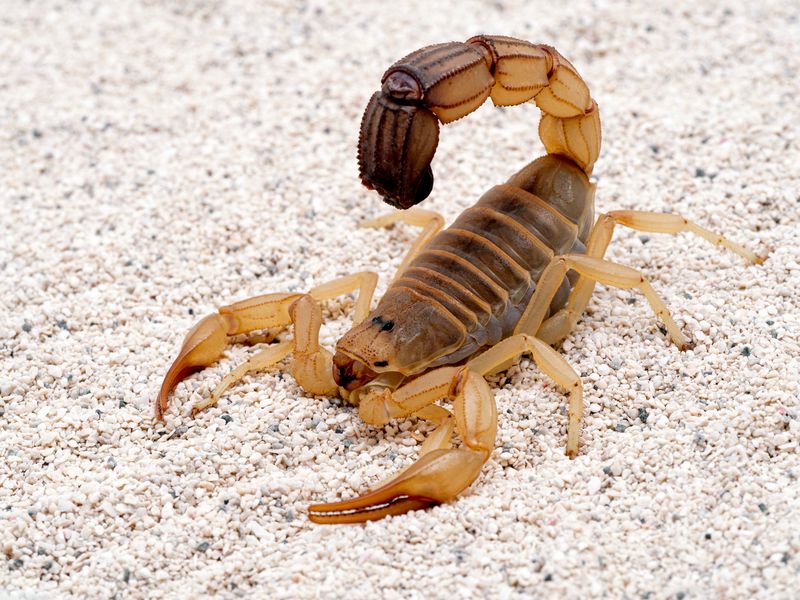 Scorpion în deșert  Scorpion în deșert