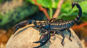 Scorpion pe o piatră  Scorpion pe o piatră