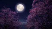 Pomi înfloriți, Luna plină