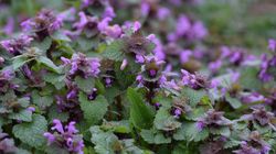 Planta care alungă melancolia și își dă o stare de bine. Poate fi culeasă în această perioadă