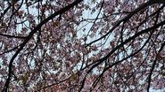 Pomi înfloriți, Parcul Sebastian